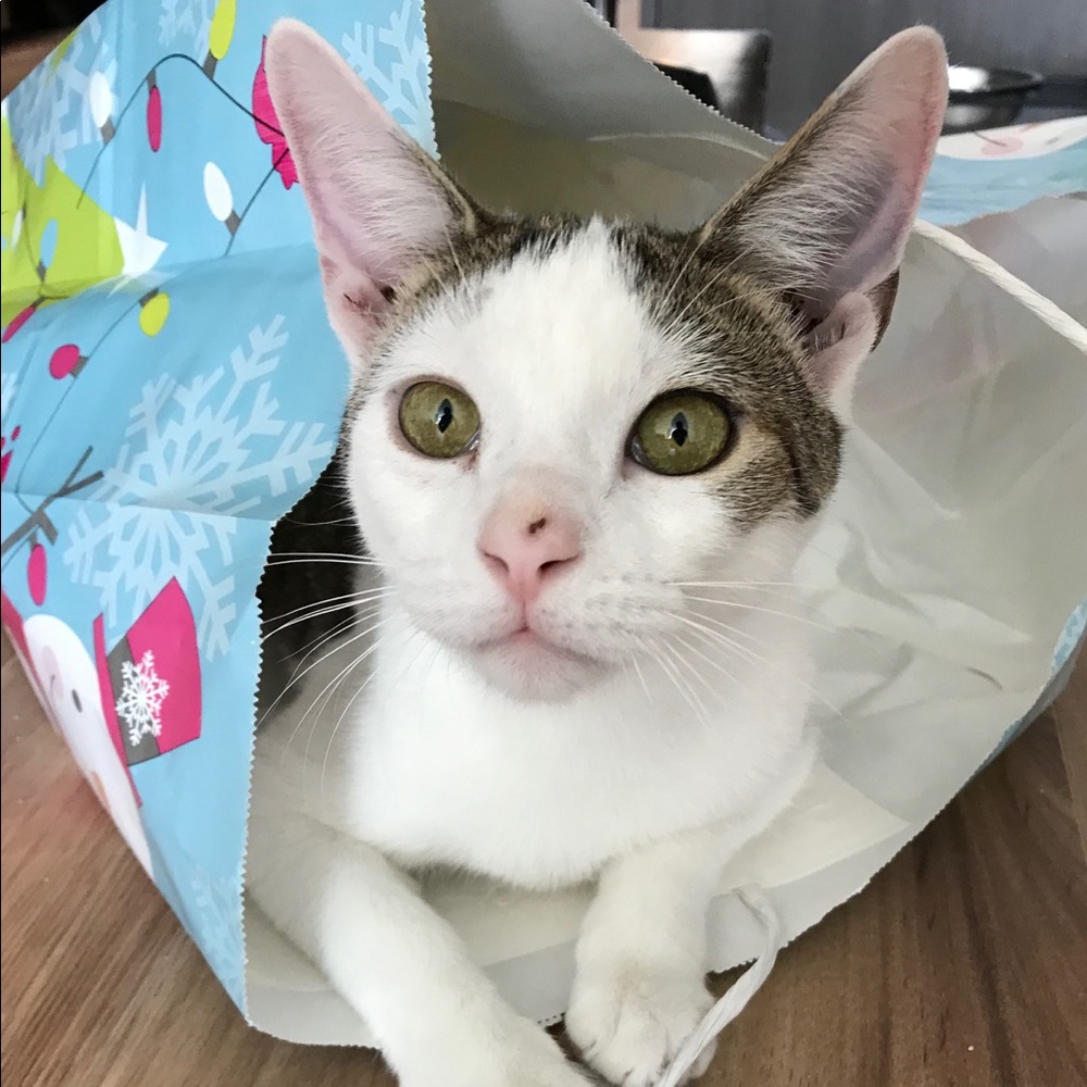 Meet your Posher, Flora